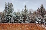 Snowy Pines & Cattails_11722
